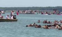 The Chincoteague Wild Ponies