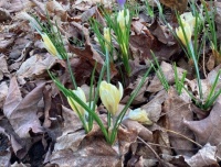 Crocuses and last autumn’s leaves
