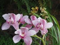 Orchids