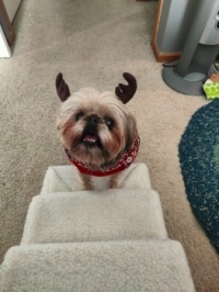 Lulu, the newest reindeer