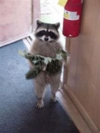 Did someone lose this cat?