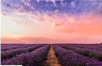 sunset over Lavender