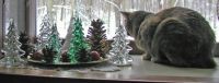 Reese's is bemused over these little trees!