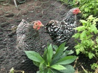 my hens