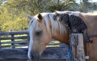 animal friends