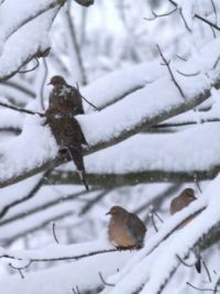 Mournings doves weathering the winter storm 