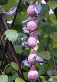 7 bluetits (pimpeltjes)