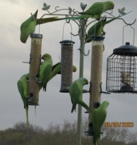 There were more parakeets to come