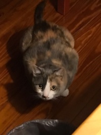 Camo pondering an ambush