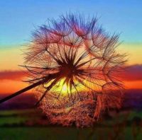 Dandelion Sunset