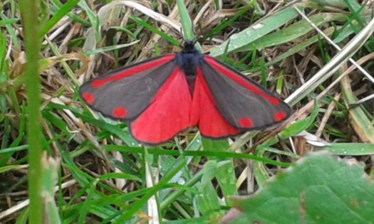 Cinnabar Moth