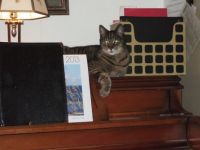Spike on the piano