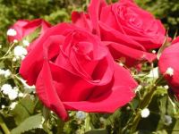 Crimson roses and gypsophilla