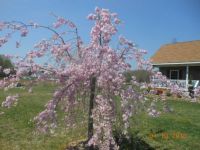 Weeping cherry tree