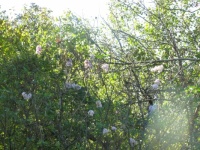 October 2024 Lilacs in Oshkosh WI