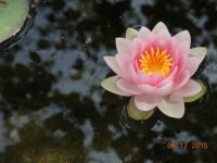 water lily in the neighbor's koi pond