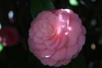 Camellia flower (4-21)