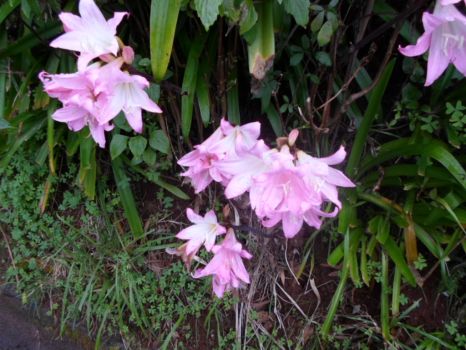 Wild flower in Madeira