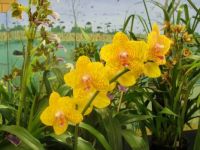 Wetlands Orchid Exhibit