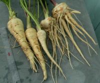 parsnips
