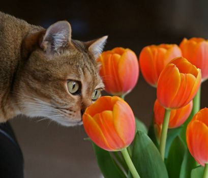 Cats-And-Flower