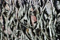 Vine Tree