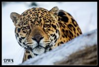 Jaguar named El Santo (captive)