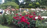 International Rose Test Gardens