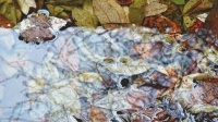 Loňské listí v louži - Last year's leaves in a puddle