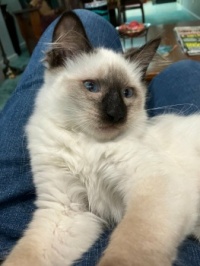 Miss Mocha