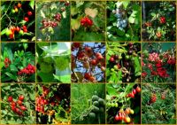 berries and other plants