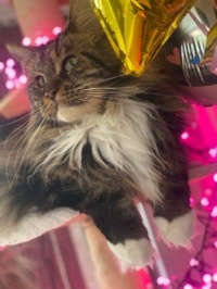 Mellie Celebrating Christmas