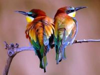 Beautifulbirds
