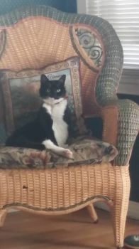 Dottie wicker chair