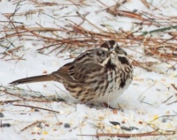 Song sparrows are arriving