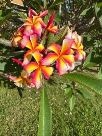 IMG_0865 frangipani