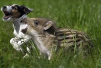 Piglet & Pup at Play (3)