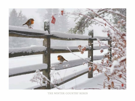 The Winter Country Robin