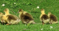 Pomeranian goslings (pommerse ganzenkuikens)