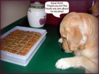 thank-for-the-treats-animal-quote