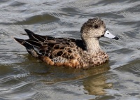 American Wigeon Female, Grand Avenue Bridge, Del Mar, California