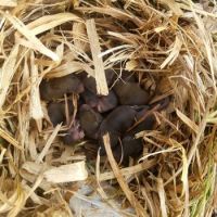 12 Baby Mice