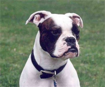 Jigsaw Puzzle Valley Bulldog Boxer Bulldog Mix 12 Pieces Jigidi