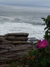 Beach Rose by The Sea