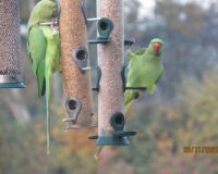 The Rose Ringed Parakeets back on the feeders.