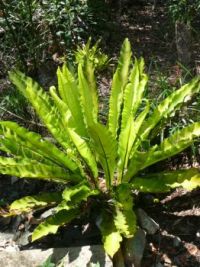 Asplenium australasicum  