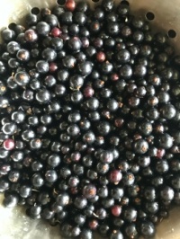 black berrys