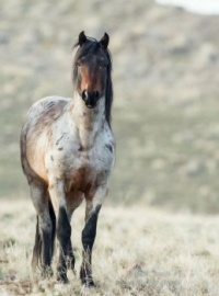 Mustang