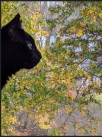 Fiddle in profile