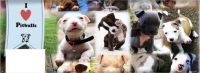 I Love Pitbulls